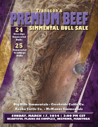Transcon's Premium Beef Simmental Bull Sale