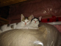 2 adorable kittens AVAILABLE NOW, beautiful & great temperament!