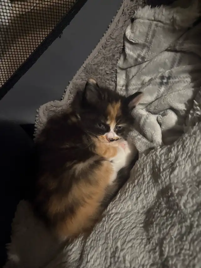 maine coon and ragdoll