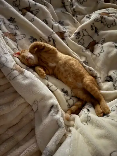 chaton roux 5 mois, View more