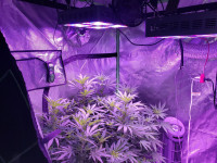 VIPARSPECTRA 600W LED Grow Light, with Daisy Chain,Veg and Bloom