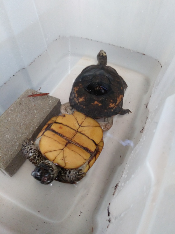 Gulf coast box turtle trio dans Reptiles et amphibiens à adopter  à Ouest de l’Île
