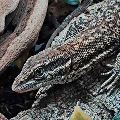  Yellow spotted Ackie Monitor Male, View more