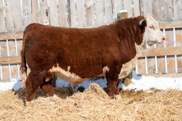 Hereford Bulls Forsale  in Livestock in Moose Jaw - Image 2