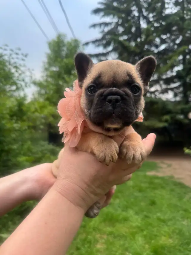 best quality French bulldog puppy’s in Dogs & Puppies for Rehoming in Laval / North Shore - Image 8