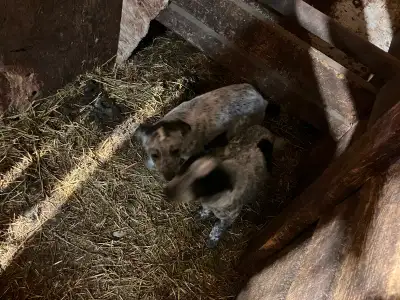 Blue heeler pups, View more