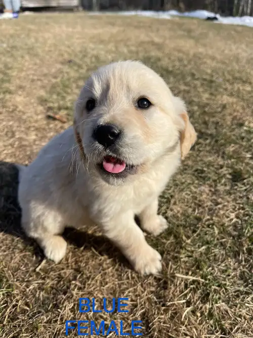 These adorable English Retriever/Golden Retriever puppies are looking for their forever homes! Mom i...
