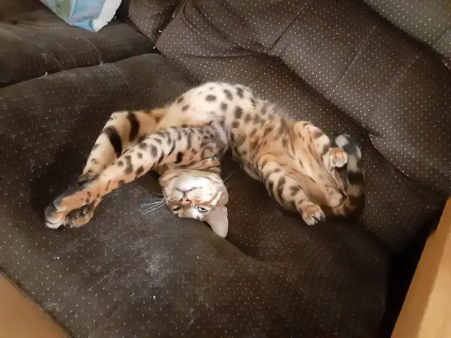 chaton bengal pure race parent sur place in Cats & Kittens for Rehoming in Trois-Rivières - Image 4