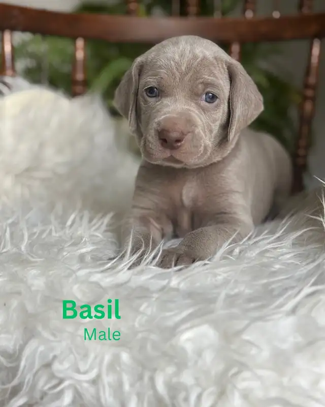 Weimaraner in Dogs & Puppies for Rehoming in Edmonton - Image 3