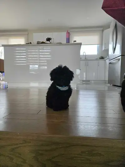 Shipoo de 3 mois prêt a partir Très bon chien Mâle
