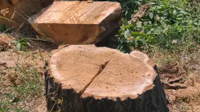 TREE PRUNING AND REMOVAL , YARD MAINTENENCE AND GARBAGE DISPOSAL IS AVAILABLE .