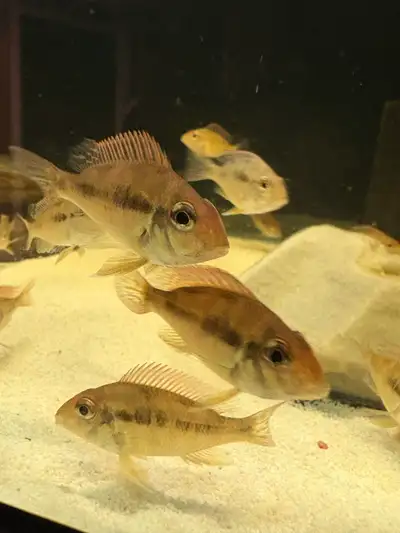 Geophagus Red Head Tapajos Babies/South American Cichlids, View more