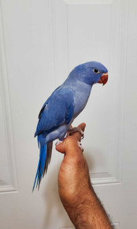 Female Indian ringneck handfed baby available
