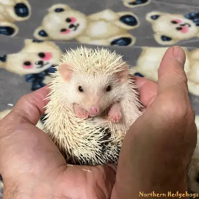 Pedigreed Hedgehog Babies from Ethical Breeder, View more
