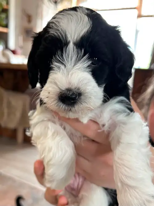 Schnoodle Puppies! Paisley our Miniature Schnauzer and Oliver our Miniature Poodle welcomed 6 puppie...