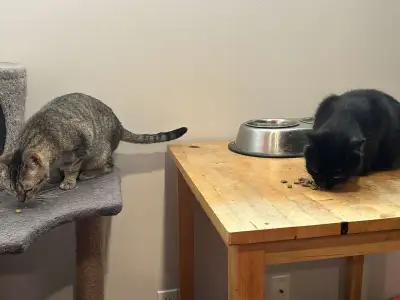Female Cats for rehoming, View more