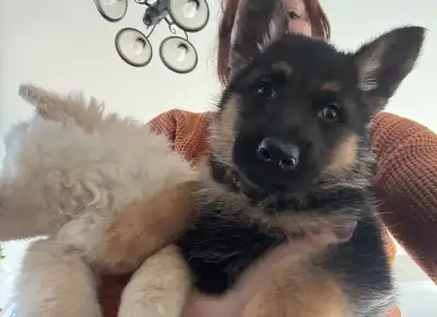 German Shepherd Puppies – 2 Beautiful Girls, View more
