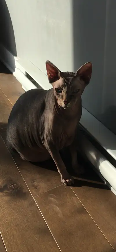 Chat SPHYNX de 3ans dégriffé et opéré, View more