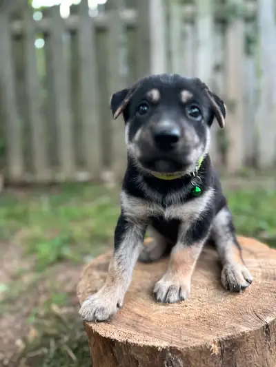 Male Shepsky Puppy , View more