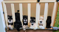 Miniature Schnauzer Puppys