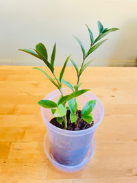 ZAMIOCULCAS/ZZPLANT