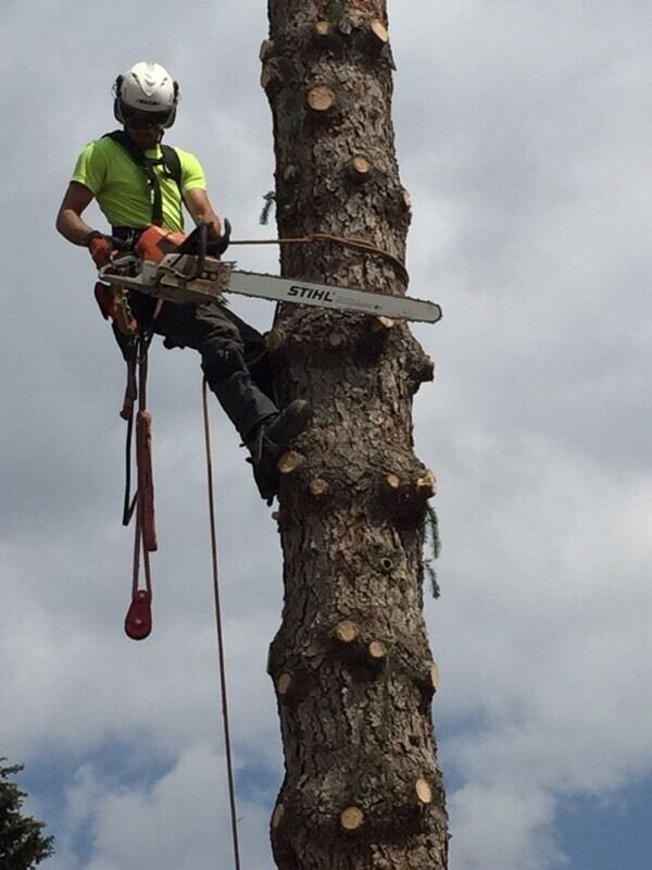 ApexTree.ca Tree Services Winter rates now on! Save 15 Lawn