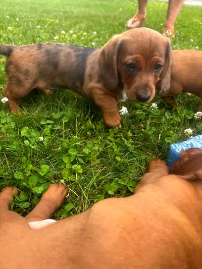 dachshund  looking for a for everhome, View more