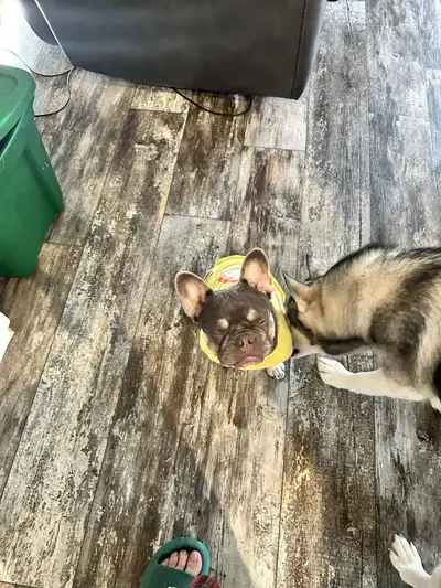 1.5 year old French Bulldog for sale, View more
