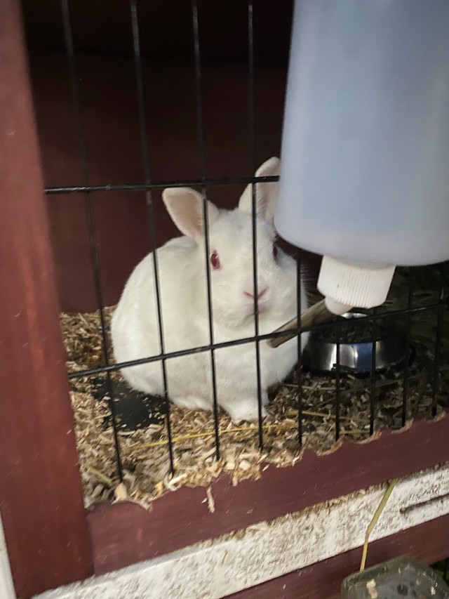 neutered Male bunny in Small Animals for Rehoming in Woodstock