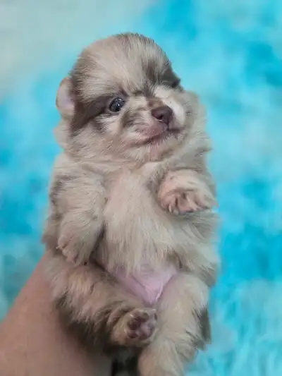 Calls only Pomeranian pups, Chocolate Merle Girl ,Choc Boy, View more