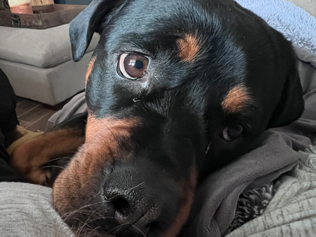 4 yr old female rotti looking for a forever home! in Dogs & Puppies for Rehoming in Bedford