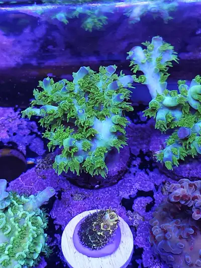RR Marvin the Martian SPS coral frags, View more
