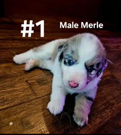 Australian Shepherd (Mini) Puppies, View more