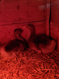 Three week old Goslings 
