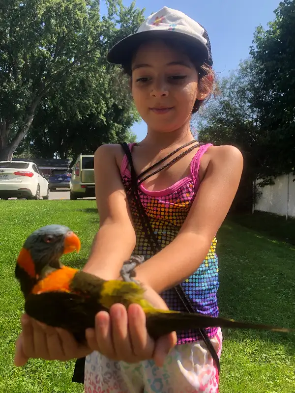 Lorikeet parrot very tame,talk,dance,sociabilize in Birds for Rehoming in Oshawa / Durham Region - Image 9