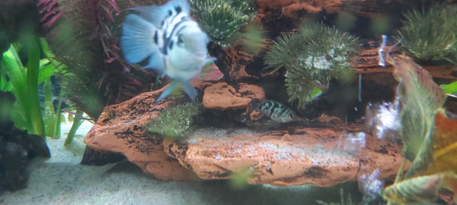 Baby blue polar parrot cichlids in Fish for Rehoming in Gatineau