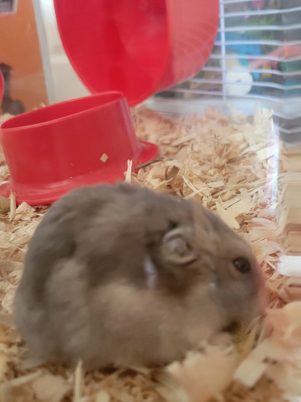 HAMSTER WINTER WHITE dans Petits animaux à adopter  à Ville de Montréal