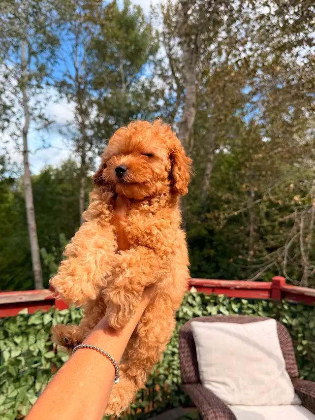 Toy poodle puppies in Dogs & Puppies for Rehoming in City of Toronto - Image 4