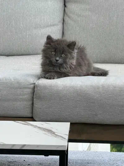 URGENT SELL KITTENS, View more