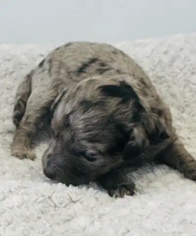 Toy Poodles, View more