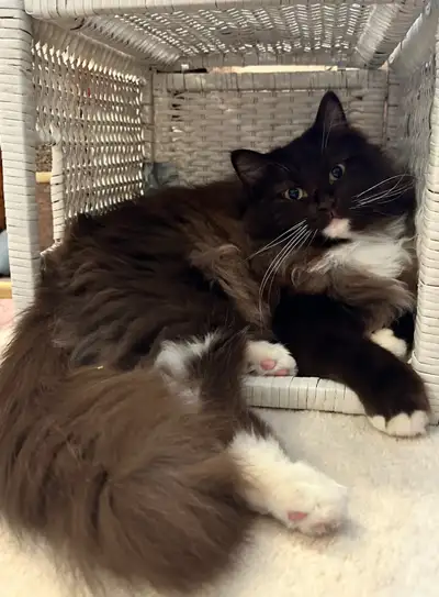 Purebred Ragdoll: Chocolate Solid Tuxedo Neutered Male, View more