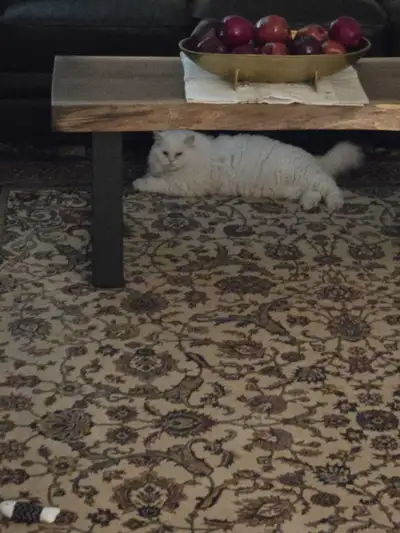 Female Persian Mix. Rehoming , View more