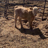 1.5 month  old heifer calf 