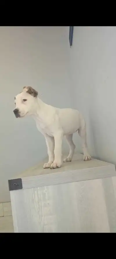 American Bulldog Puppies, View more