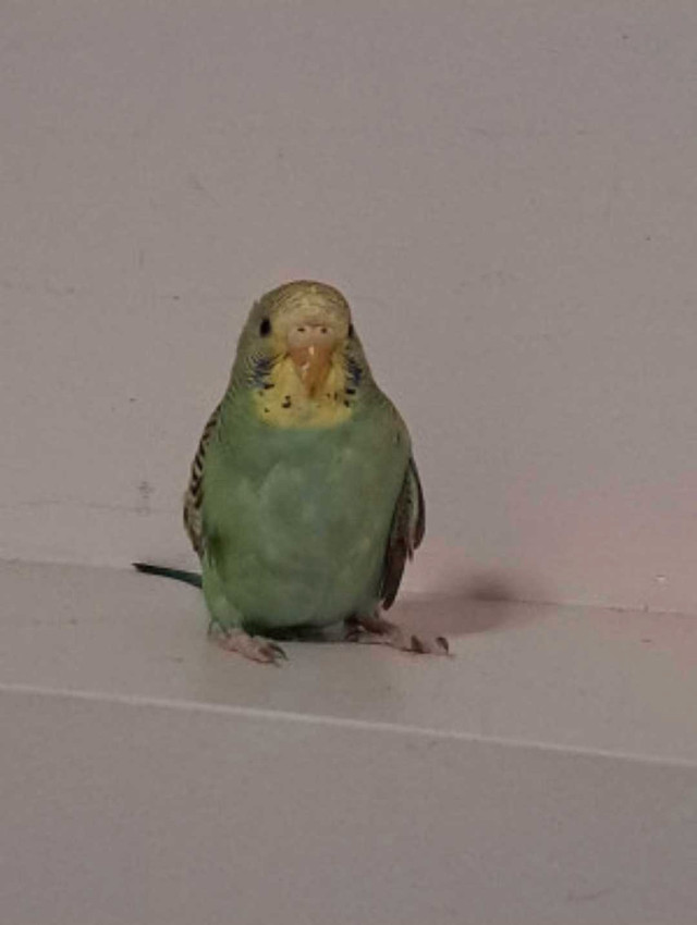 budgie for sale in Birds for Rehoming in Saskatoon - Image 2