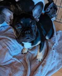 Black and tan French bulldog puppies for sale (fully vaccinated)