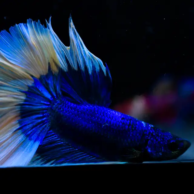 Betta Fish with Bold Color & Clean Lines in Fish for Rehoming in Moncton - Image 2
