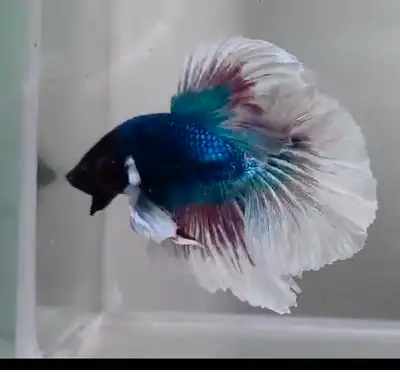 Thailand dumbo halfmoon purple and blue, View more