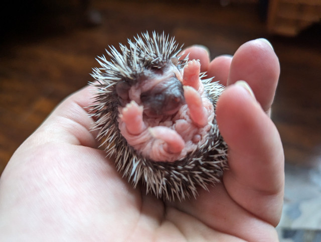 African pygmy hedgehogs, 3 hoglets for sale. in Livestock in Timmins