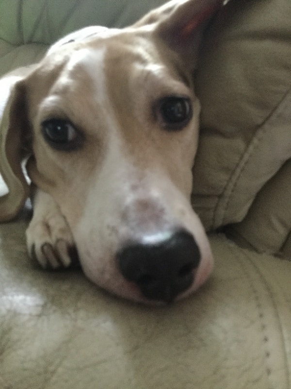 Beagle dog for a loving home! Dogs & Puppies for Rehoming